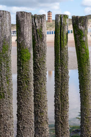 View on wooden poles at white sandy North sea beach near Zoutelande, Zeeland, Netherlands during low tideの写真素材