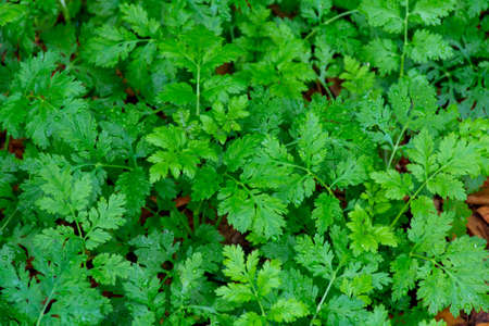 Botanical collection, Tanacetum parthenium, known as feverfew plant in summer