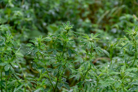 Botanical collection, medicago sativa, alfalfa or alfalfa plant in summer