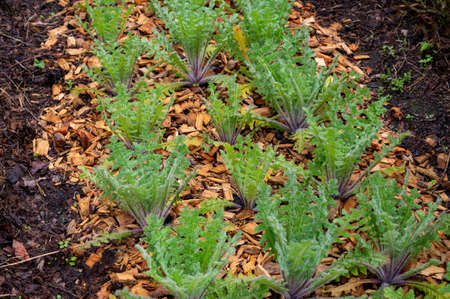 Botanical collection, Cnicus benedictus or holy thistle plant growing in garden in early summer