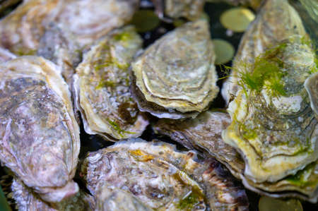 Live creuse oysters filter flowing water close upの写真素材