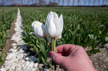 Tulips bulbs production in Netherlands, cutted tulip flowers heads on farm field in Zeeland