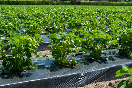 Plantations of young strawberry plants in blossom growing outdoor on soil covered with plastic film