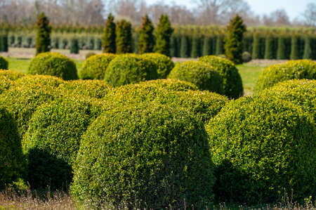 Ornamental trees and Box Topiary Balls plants growing on plantation on tree nursery farm in North...