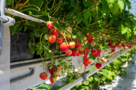 Dutch glass greenhouse, cultivation of strawberries, rows with growing strawberries plantsの写真素材