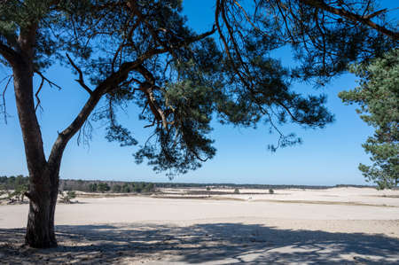Walking trails in Dutch national park in North Brabant with yellow sandy dunes, pine tree forest and dried old desert plants, nature backgroundの写真素材