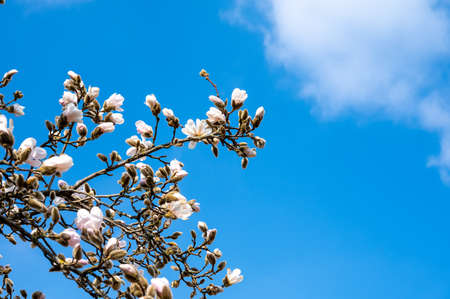 Spring blossom of white magnolia tree in sunny day with blue sky, seasonal flowersの写真素材