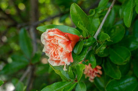 Summer pink blossom of pomegranate fruit tree in orchard close upの写真素材