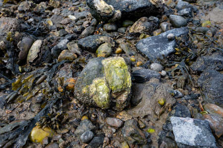 Wild creuse oysters shellfish growing on stones in salted water of Oesterschelde national park...