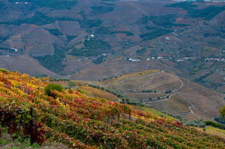 Panoramic view on Douro river valley and colorful hilly stair step terraced vineyards in autumn, wine and port making industry in Portugalの写真素材