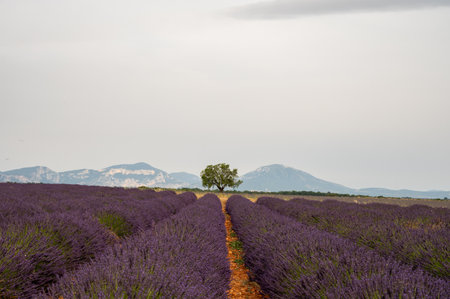 Touristic destination in South of France, colorful aromatic lavender and lavandin fields in blossom in July on plateau Valensole, Provence.の写真素材