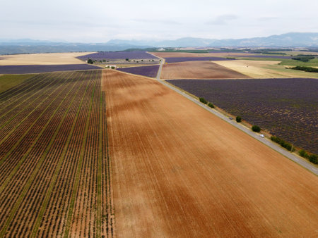 Touristic destination in South of France, aerial view on colorful aromatic lavender and lavandin fields in blossom in July on plateau Valensole, Provence.の写真素材
