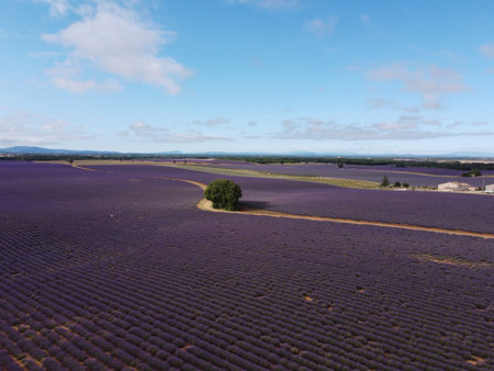 Touristic destination in South of France, aerial view on colorful aromatic lavender and lavandin fields in blossom in July on plateau Valensole, Provence.の写真素材