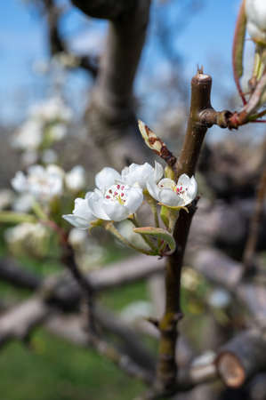 Begin or spring blossom of pear trees in Dutch orchards in Aprilの写真素材
