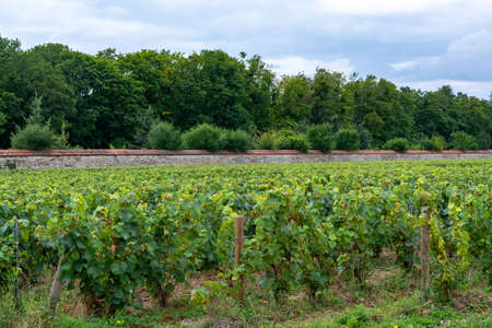 View on green vineyards of famous champagne houses in Reims, Champagne, Franceの写真素材