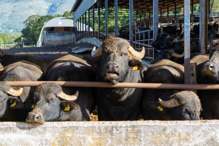 Mediterranea Italiana black buffalo raised on Italian cheese farm for production of buffalo milk used to make buffalo mozzarella, Mozzarella di Bufala Campana of Campania, burrata, caciotta di bufala, ricotta di bufala, scamorza di bufala, stracchino di bufala, stracciatella cheeses and bufala yogurtの写真素材