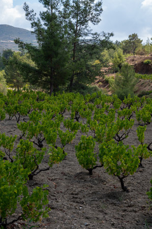 Wine making industry on Cyprus island, view on Cypriot vineyards with growing grape plants on south slopes of Troodos mountain rangeの写真素材