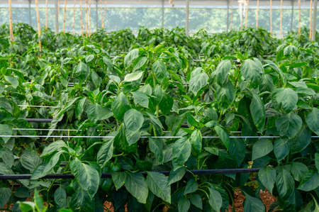 Greenhouse with green plantation of sweet bell peppers plants, agruculture in Fondi, Lazio, Italyの写真素材