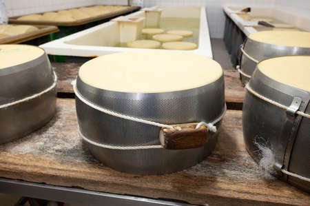 Process of making parmigiano-reggiano parmesan hard cheese on small cheese farm in Parma, Italy, stainless steel buckles with cheese wheels in salting room with brine baths to absorb saltの写真素材