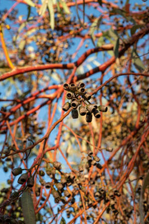 Botanical collection, capsules and leaves of eucalyptus tree in sunlightsの写真素材
