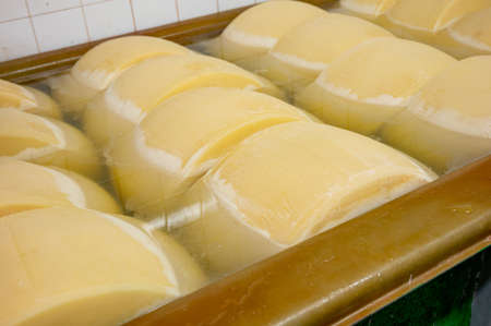 Process of making parmigiano-reggiano parmesan hard cheese on small cheese farm in Parma, Italy, wheels brining in brine bath to absorb salt for 20â25 daysの写真素材