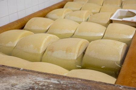 Process of making parmigiano-reggiano parmesan hard cheese on small cheese farm in Parma, Italy, wheels brining in brine bath to absorb salt for 20â25 daysの写真素材