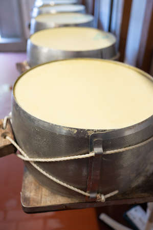 Process of making parmigiano-reggiano parmesan hard cheese on small cheese farm in Parma, Italy, stainless steel buckles with cheese wheels in salting room with brine baths to absorb saltの写真素材