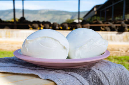 White balls of Italian soft cheese Mozzarella di Bufala Campana and Mediterrane Italiana buffalo...
