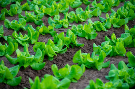 Italian greenhouse with rows of young organic green lettuce salad plants, agriculture of Lazio, Italyの写真素材