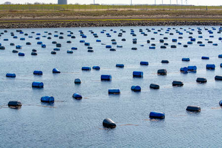 Netherlands, Bruinisse, Mussels farming in Oosterschelde or Grevelingen estuary. Background Grevelingen Dam, part of Delta works and windmillsの写真素材