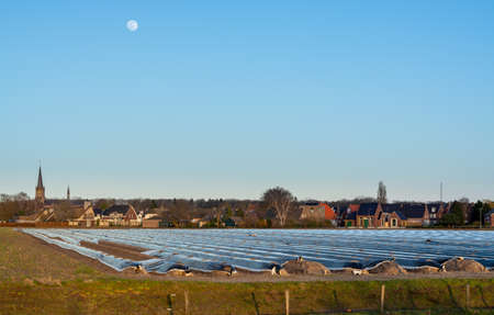 Agriculture in North Brabant, spring fields covered with black plastic film for cultivation of white asparagus vegetables, Netherlandsの写真素材