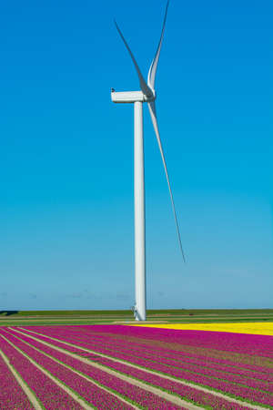 Tulips bulbs production in Netherlands, colorful spring fields with blossoming tulip flowers in Zeelandの写真素材