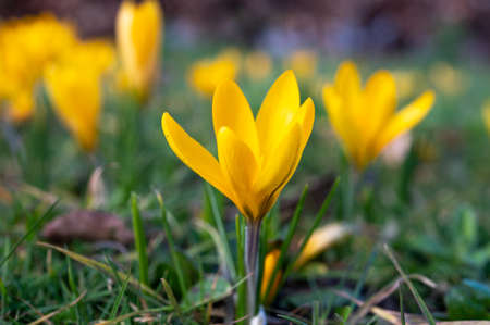 First spring flowers, blossom of yellow crocusses in forestの写真素材