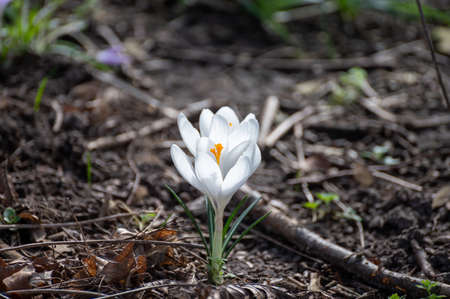 First spring flowers, blossom of white crocusses in forestの写真素材