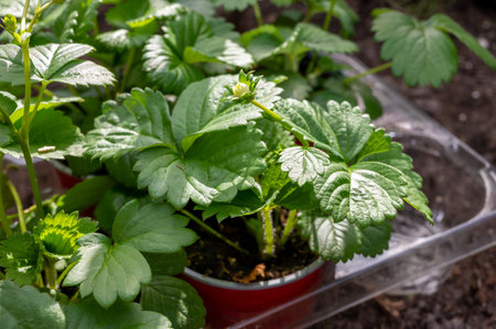 Young green strawberry plants with white flowers ready to be planted in garden soil outdoors in springの写真素材