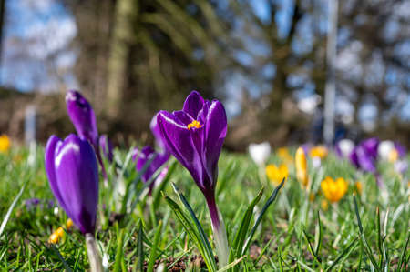 Spring in the city, blossom of colorful crocusses flowers in sunny dayの写真素材