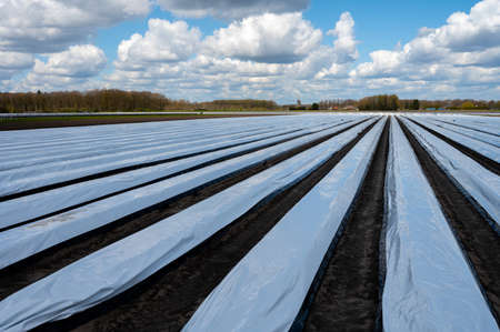 Agriculture in Netherlands, white asparagus fields covered with plastic film in spring, landscape photoの写真素材
