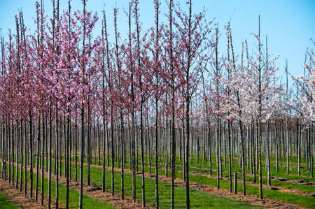 Young cherry trees in blossom growing on plantation on tree nursery farm in North Brabant, Netherlands in sunny dayの写真素材
