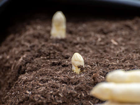 Harvesting on farm field of high quality Dutch white asparagus vegetables, growing asparagus close up, tasty vegetarian dinnerの写真素材