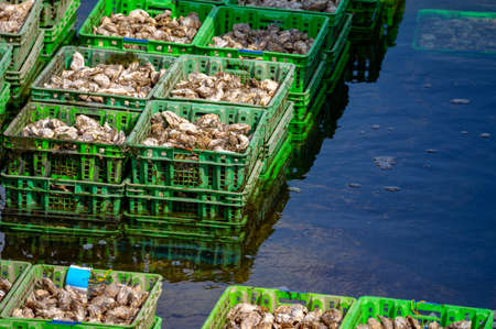 Oysters growing systems, keeping oysters in concrete oyster pits, where they are stored in crates in continuously refreshed water, fresh oysters ready for sale and consumption on farm in Yerseke, Zeeland, Netherlandsの写真素材
