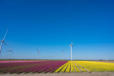 Tulips bulbs production in Netherlands, colorful spring fields with blossoming tulip flowers in Zeelandの写真素材