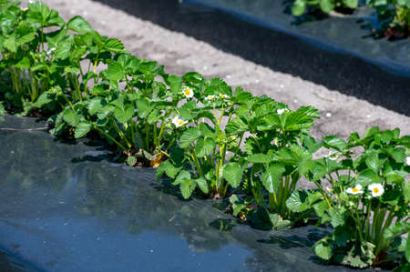 Plantations of young strawberry plants growing outdoor on soil covered with plastic filmの写真素材
