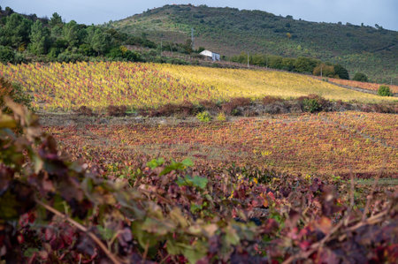 Colorful autumn landscape of oldest wine region in world Douro valley in Portugal, different varietes of grape vines growing on terraced vineyards, production of red, white, ruby and tawny port wine.の写真素材