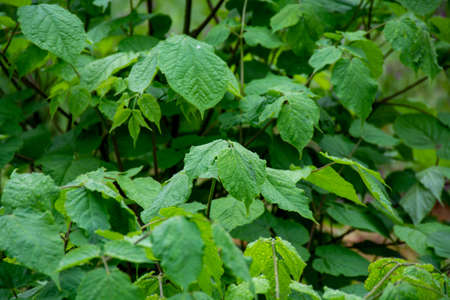 Botanical collection, green leaves of eleutherococcus senticosus or siberian ginseng medicinal plant...