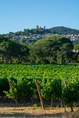 Wine making in department Var in Provence-Alpes-Cote d'Azur region of Southeastern France, vineyards in July with young green grapes near town Saint-Tropez, cotes de Provence wine.の写真素材