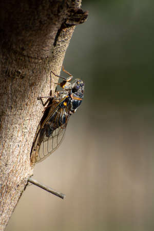 Symbol of Provence, adult cicada orni insect sits on tree close-up