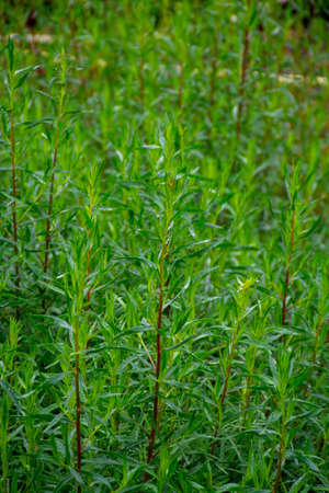 Botanical collection, Artemisia dracunculus or taragon kitchen herb growing in garden
