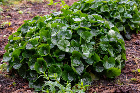 Botanical collection, green leaves of asarum europaeum medicinal plant in summer
