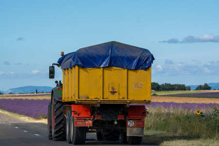 Touristic destination in South of France, colorful aromatic lavender and lavandin fields in blossom and harvesting in July on plateau Valensole, Provence.の写真素材