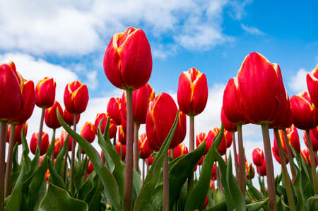 Tulip bulbs production industry, red tulip flowers fields in spring blossom in Netherlands up viewの写真素材